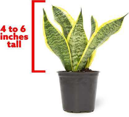 Live Snake Plant, Sansevieria Trifasciata Superba, Fully Rooted Indoor House Plant in Pot, Mother in Law Tongue Sansevieria Plant, Potted Succulent Plant, Houseplant in Potting Soil by