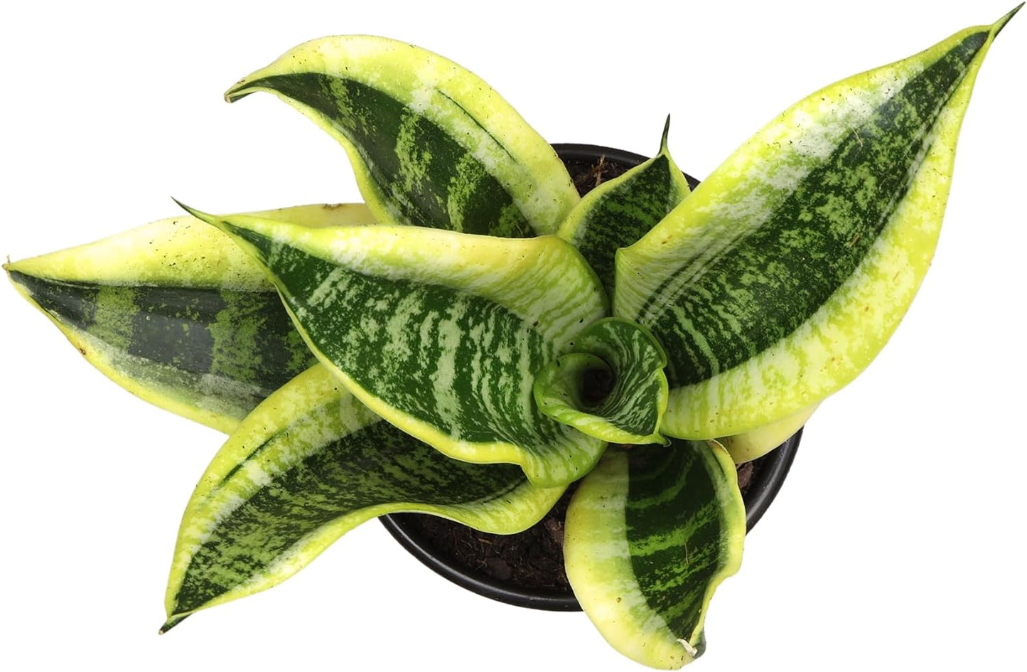 Live Snake Plant, Sansevieria Trifasciata Superba, Fully Rooted Indoor House Plant in Pot, Mother in Law Tongue Sansevieria Plant, Potted Succulent Plant, Houseplant in Potting Soil by