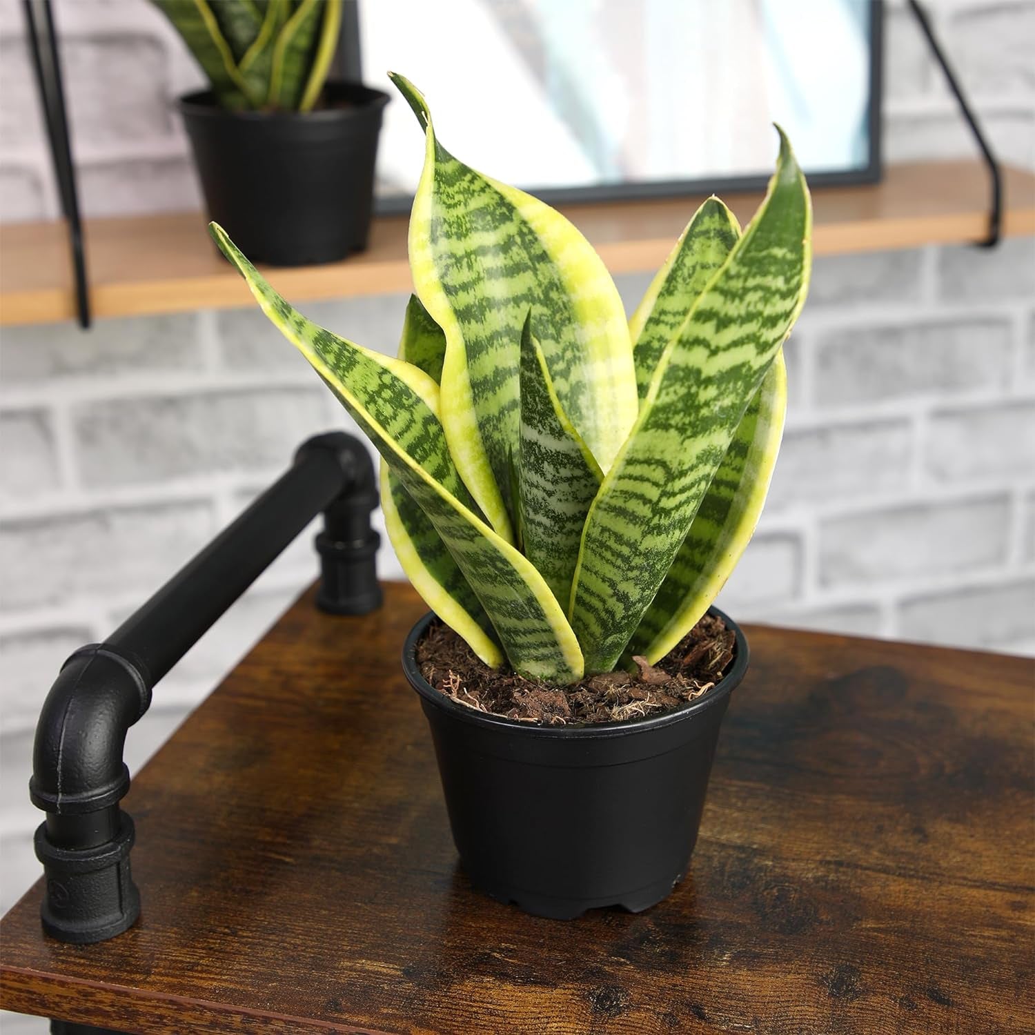 Live Snake Plant, Sansevieria Trifasciata Superba, Fully Rooted Indoor House Plant in Pot, Mother in Law Tongue Sansevieria Plant, Potted Succulent Plant, Houseplant in Potting Soil by