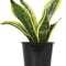 Live Snake Plant, Sansevieria Trifasciata Superba, Fully Rooted Indoor House Plant in Pot, Mother in Law Tongue Sansevieria Plant, Potted Succulent Plant, Houseplant in Potting Soil by